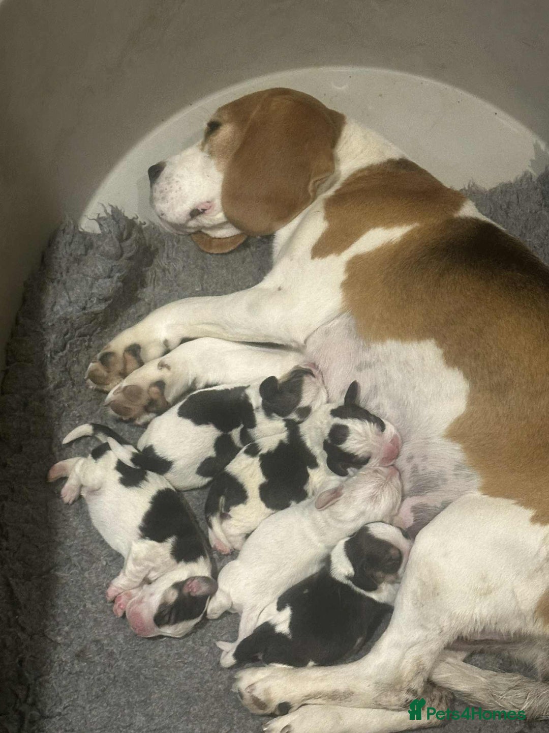 Beagle dogs for sale: KC reg beagle puppies - Image 2