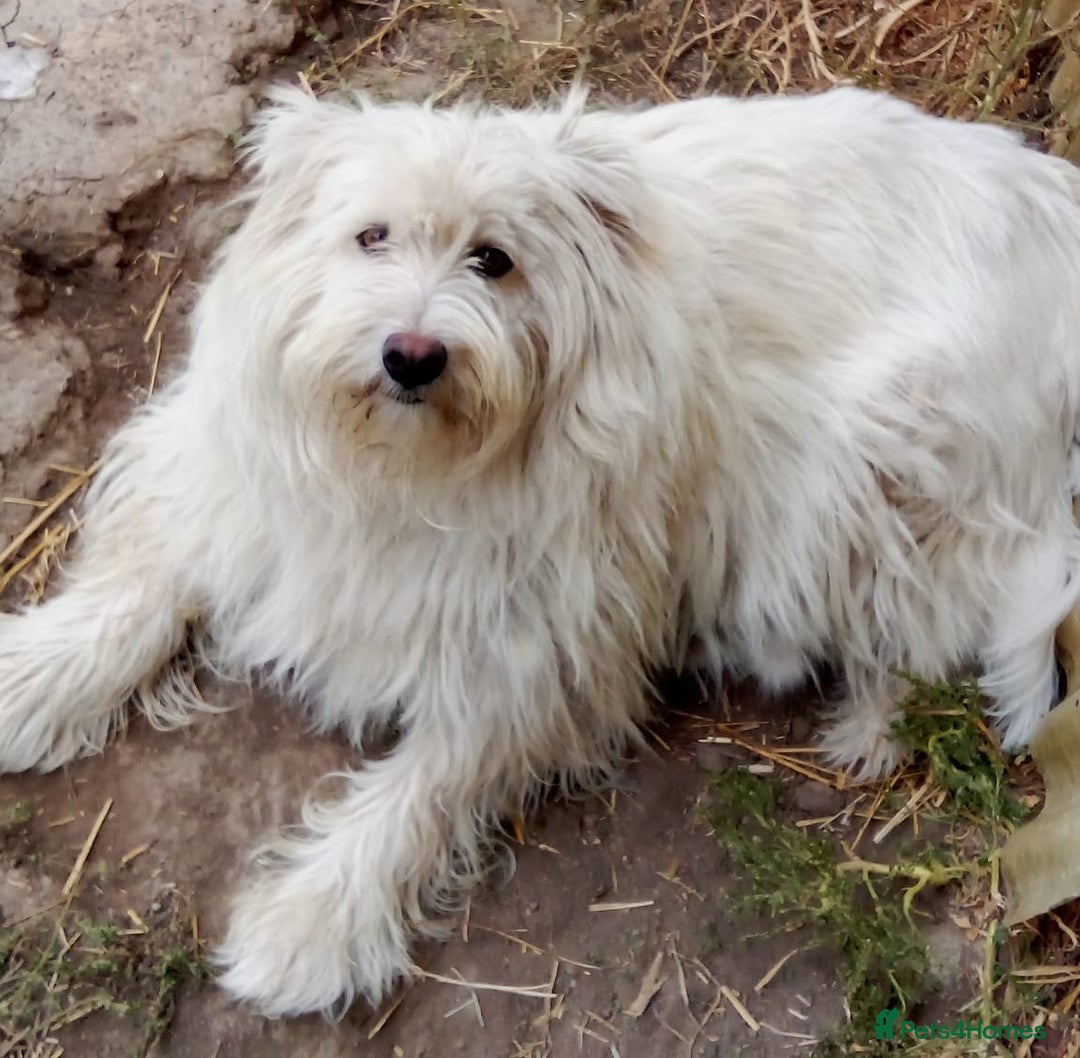 Mixed Breed dogs for adoption: BLANCHE, a Lovely little girl - for a Loving Home - Advert 3