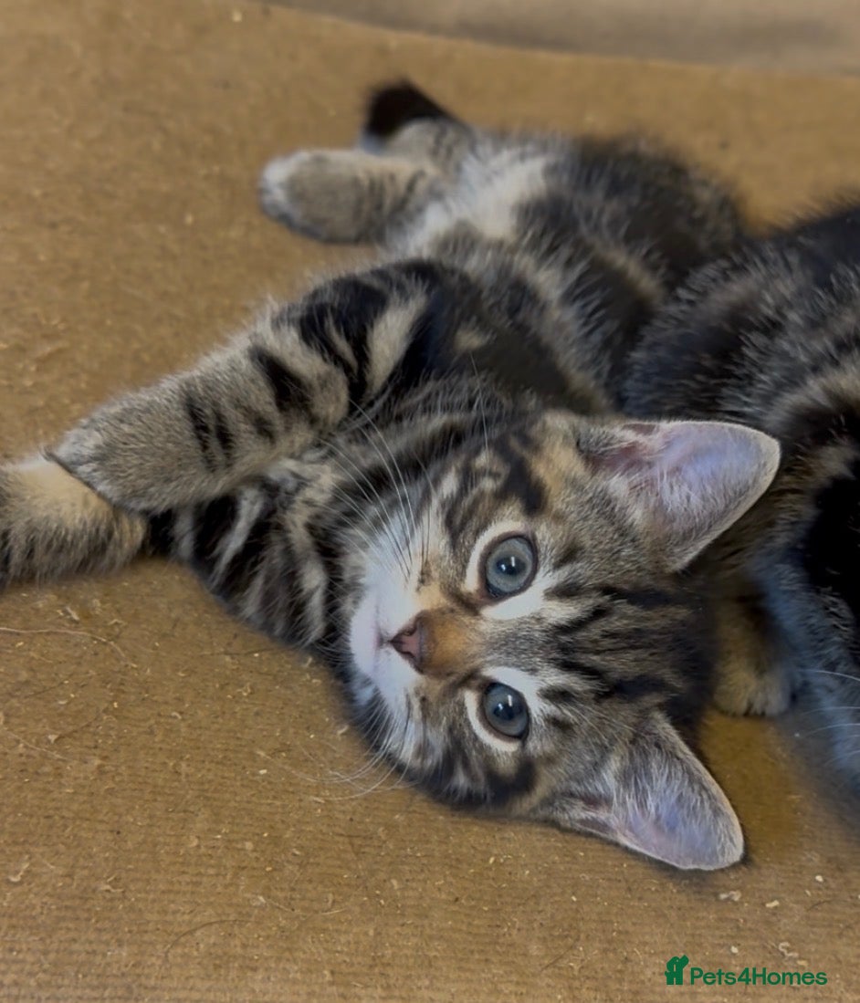 Savannah cats Stunning Savannah cross kittens, mum TICA reg - Advert 2