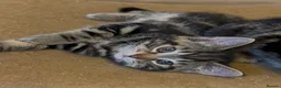 Savannah cats for sale: Stunning Savannah cross kittens, mum TICA reg - Advert 2