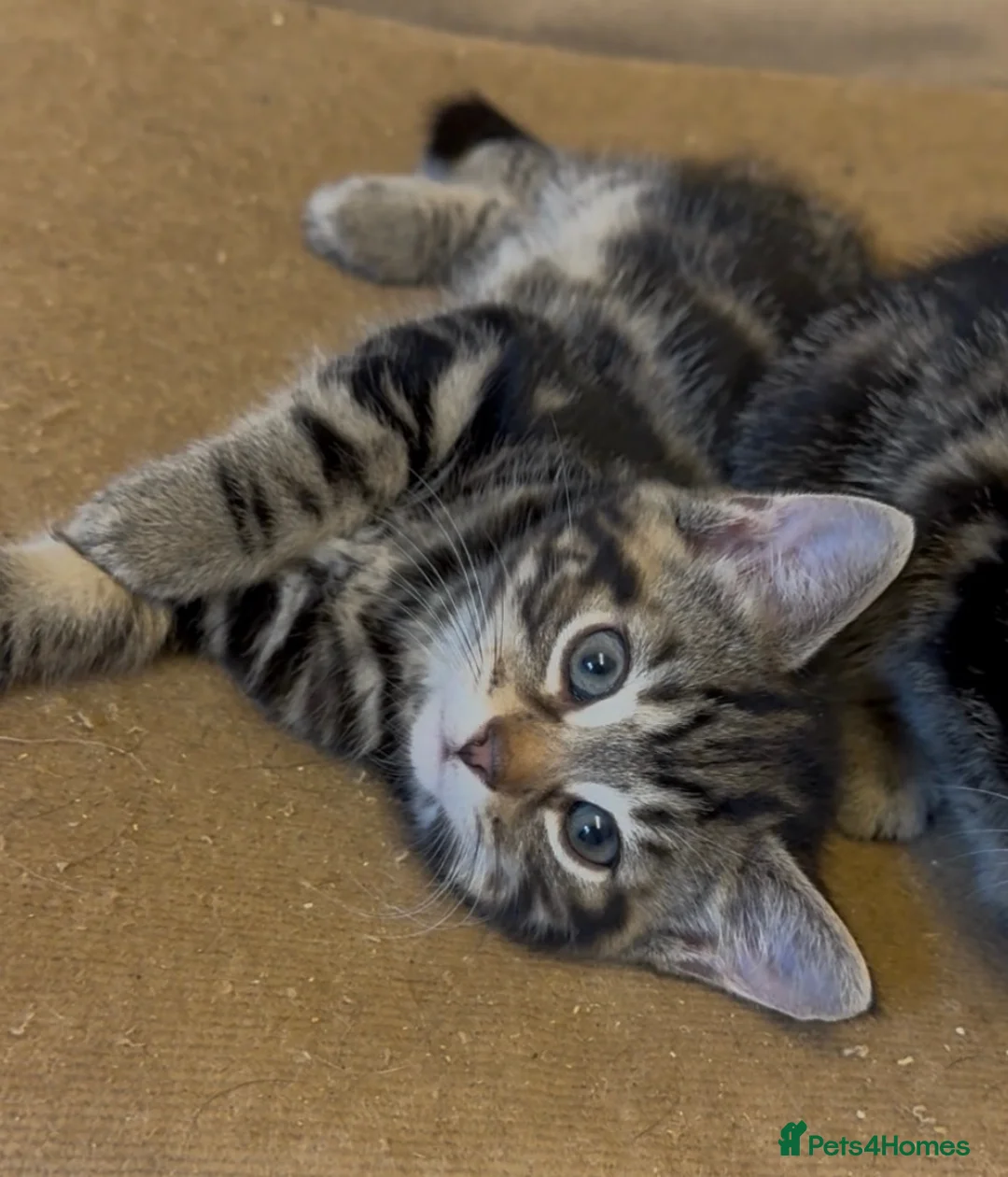 Savannah cats for sale: Stunning Savannah cross kittens, mum TICA reg - Advert 2