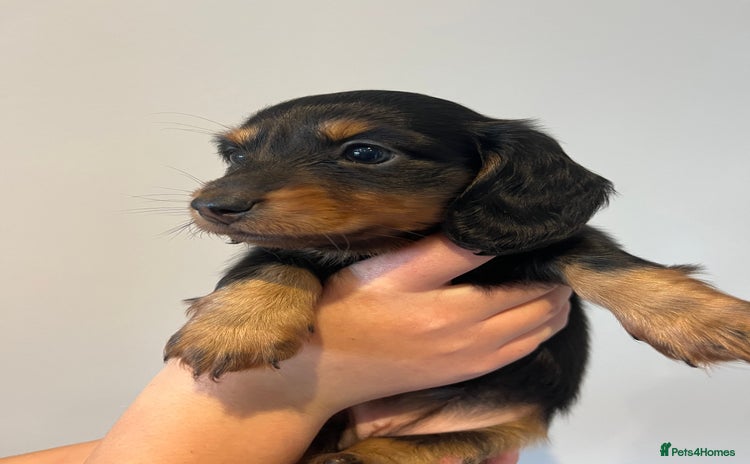 Miniature Dachshund dogs - Advert 2