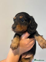 Miniature Dachshund dogs - Advert 2