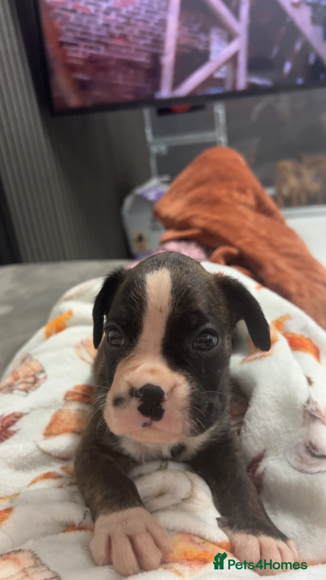 Boxer dogs for sale: Kc registered boxer puppies  - Advert 8