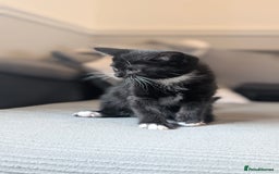 Mixed Breed cats for sale: 🐾 Two adorable kittens boys looking for home - Image 8