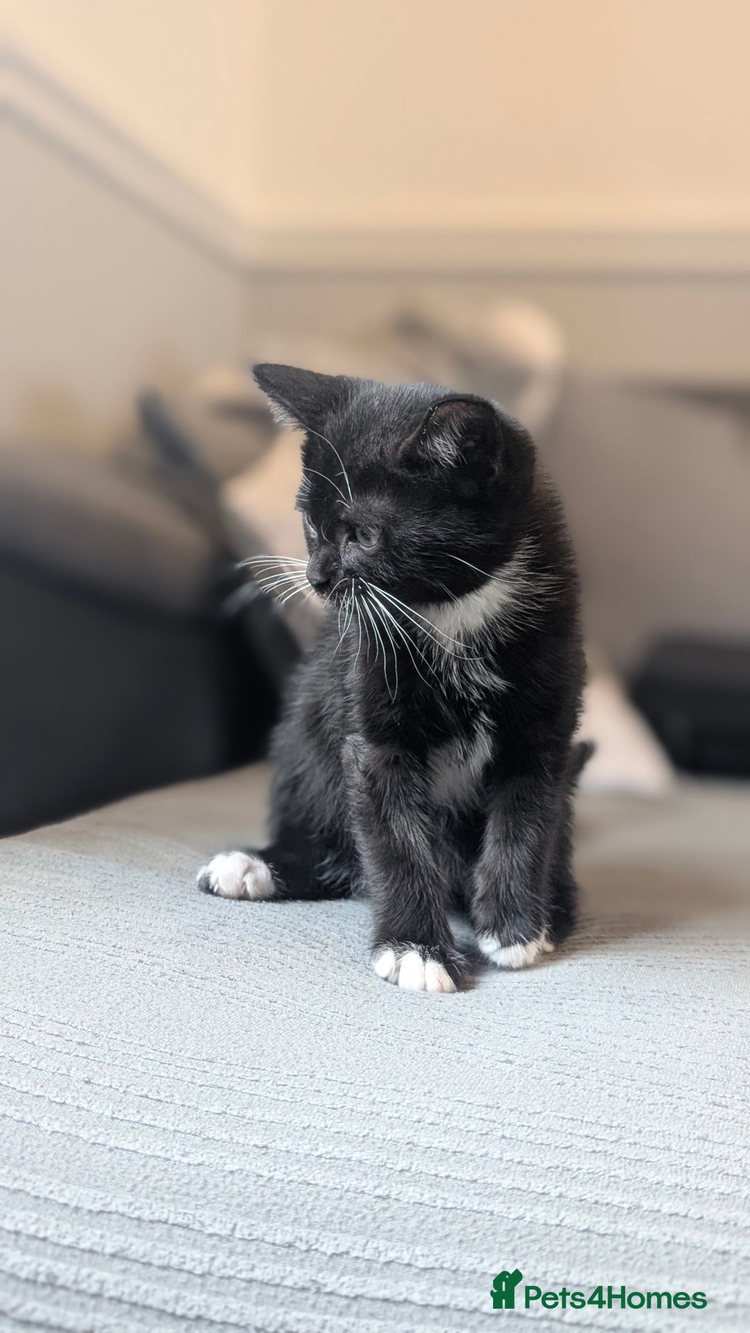 Mixed Breed cats for sale: 🐾 Two adorable kittens boys looking for home - Image 8