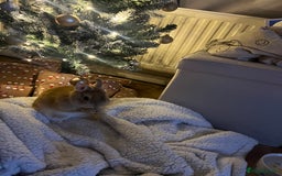 Netherland Dwarf rabbits for sale: Golden Netherland Dwarf - Image 6