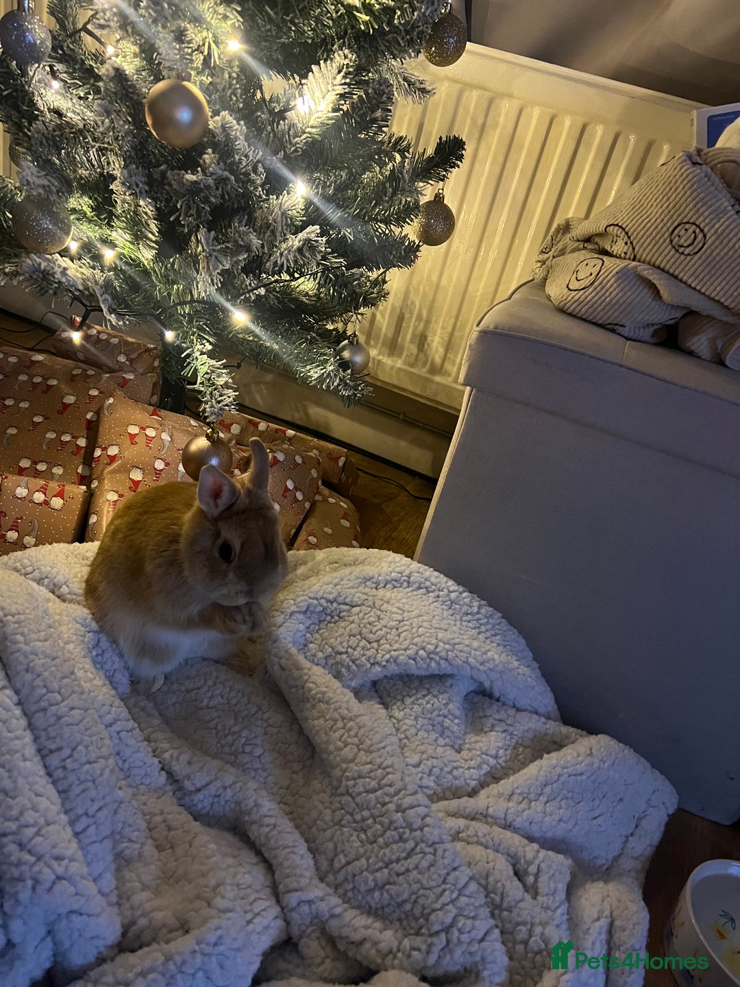Netherland Dwarf rabbits for sale: Golden Netherland Dwarf - Image 6