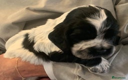 Cocker Spaniel dogs for sale: Show Cocker Spaniel pups - Image 2