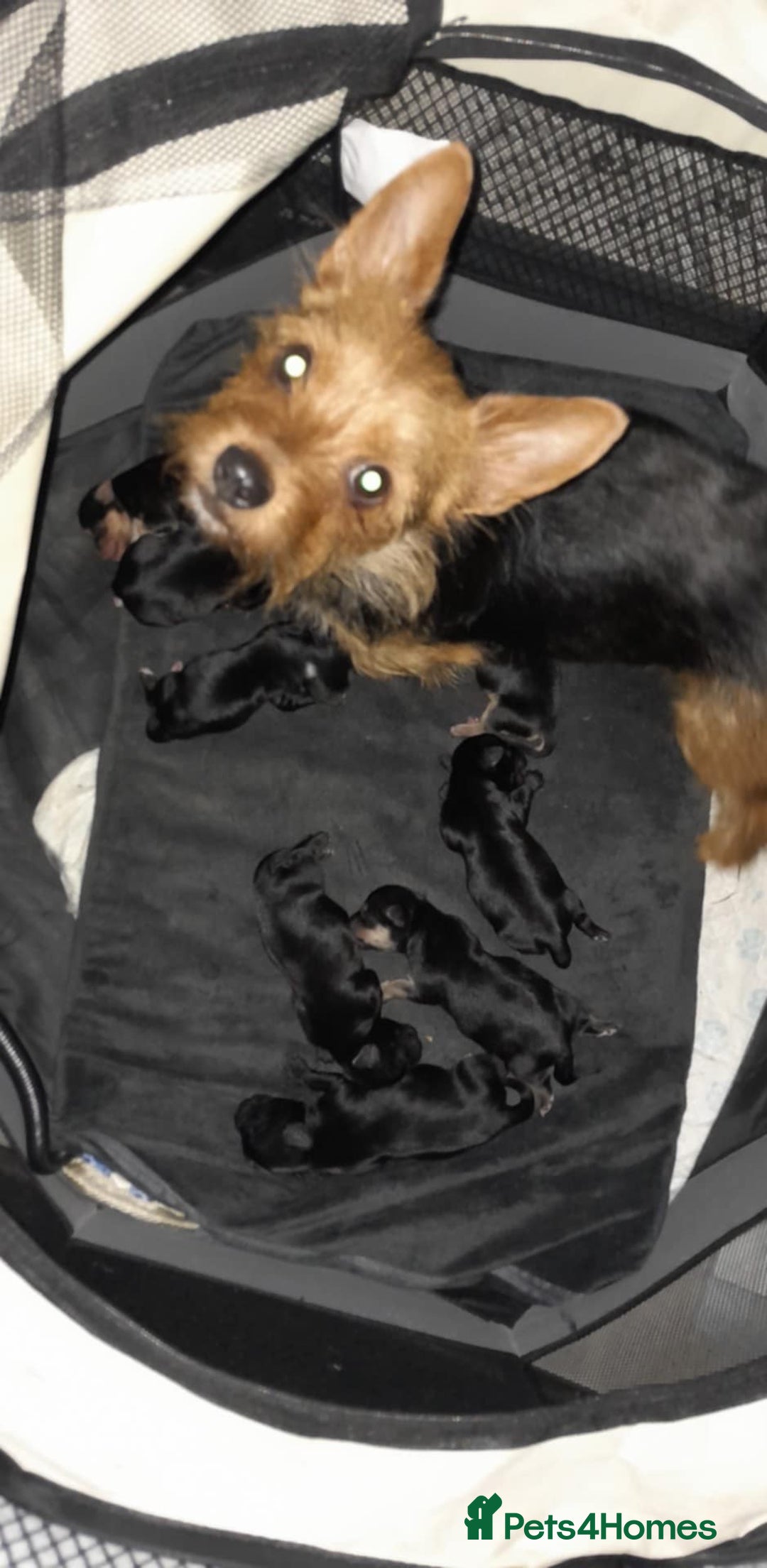 Yorkshire Terrier dogs for sale: Red legged yorkie - Advert 1