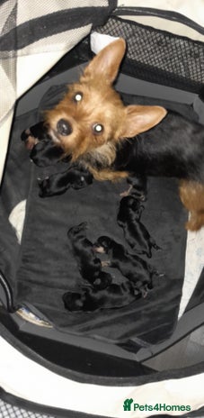 Yorkshire Terrier dogs Red legged yorkie - Advert 1