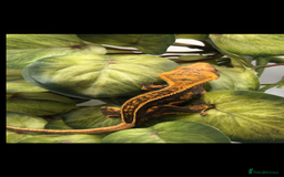 Gecko reptiles for sale: Tangerine Broken Quad stripe Female Crested Gecko - Advert 3