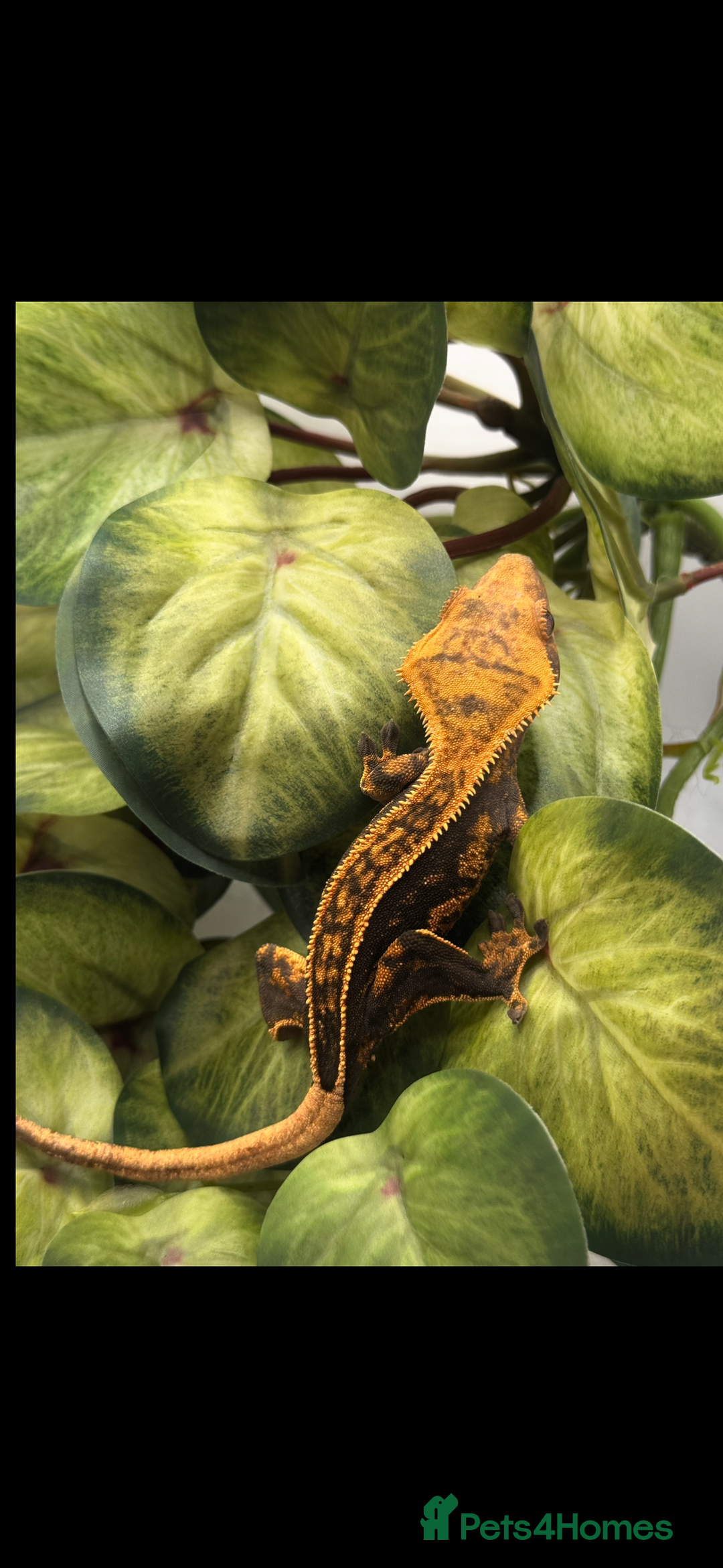 Gecko reptiles for sale: Tangerine Broken Quad stripe Female Crested Gecko - Advert 3