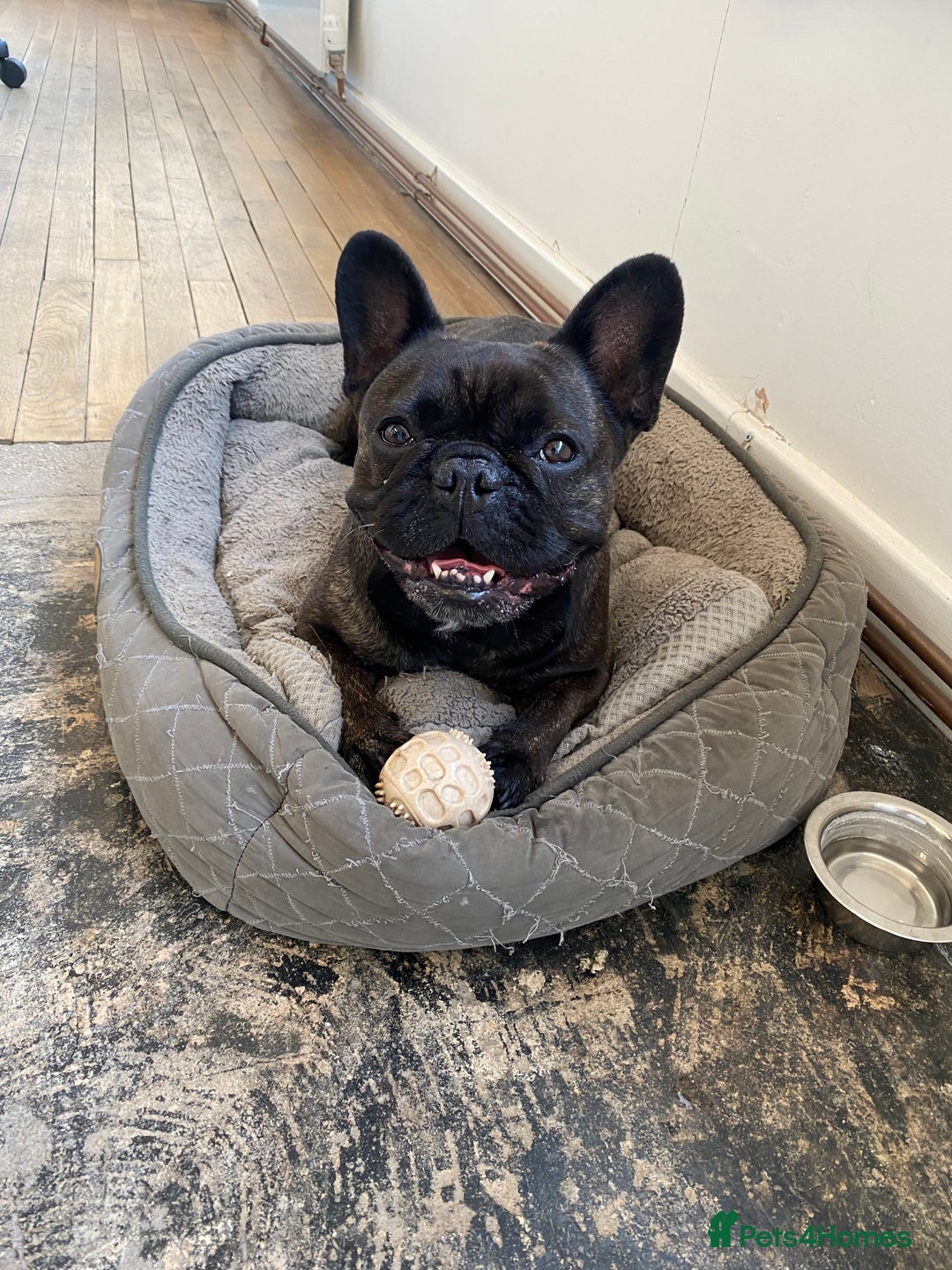 French Bulldog dogs for sale: New Home for Betty & Hugo - Image 5