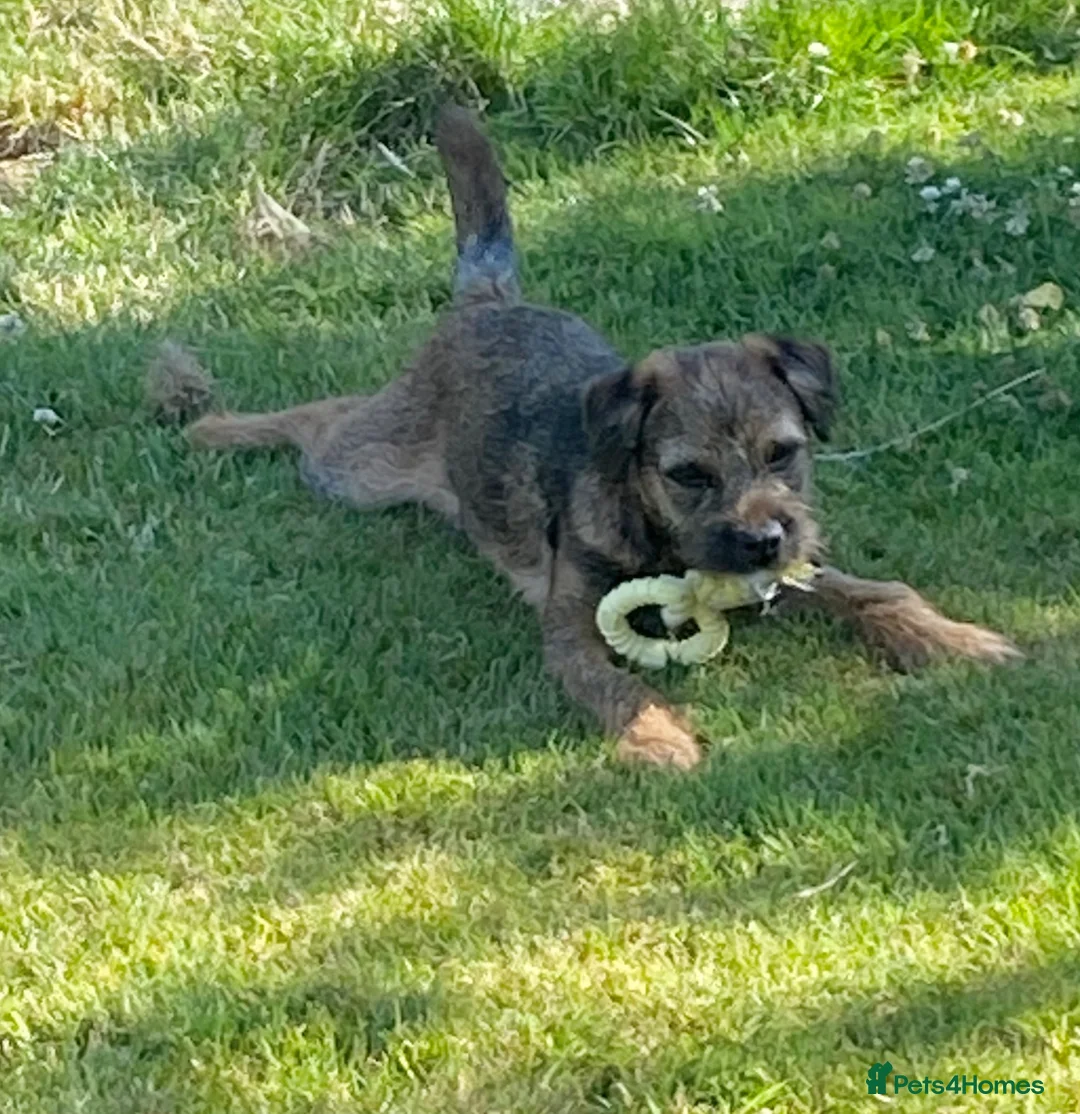 Border Terrier dogs for sale: Border Terrier Male  in Brecon - Advert 2