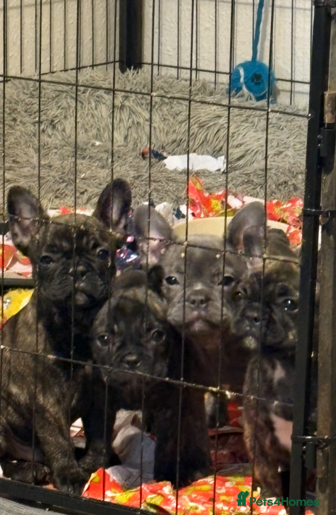 French Bulldog dogs Ready to leave💥!!REDUCED!!💥 - Advert 16