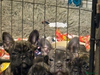 French Bulldog dogs Ready to leave💥!!REDUCED!!💥 - Advert 16