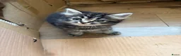 Mixed Breed cats for sale: 2 beautiful kittens for sale  in Hastings - Advert 6