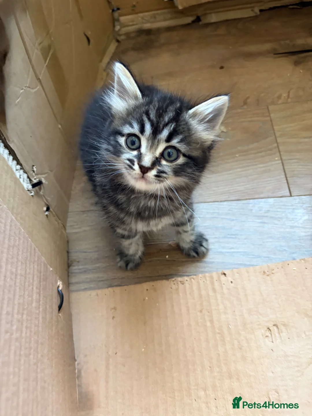 Mixed Breed cats for sale: 2 beautiful kittens for sale  in Hastings - Advert 6