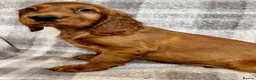 Irish Setter dogs for sale: Out standing litter of Irish setter puppies  - Advert 13