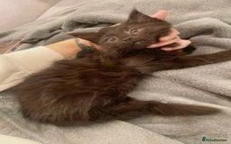 Mixed Breed cats for sale: Fluffy Chocolate colour boy left  - Image 1