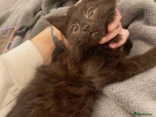 Mixed Breed cats - Advert 15