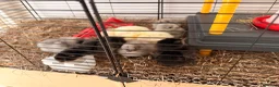 Mixed Breed birds for sale: 🐣 [Show-Quality & Healthy Chicks for Sale] - Advert 4