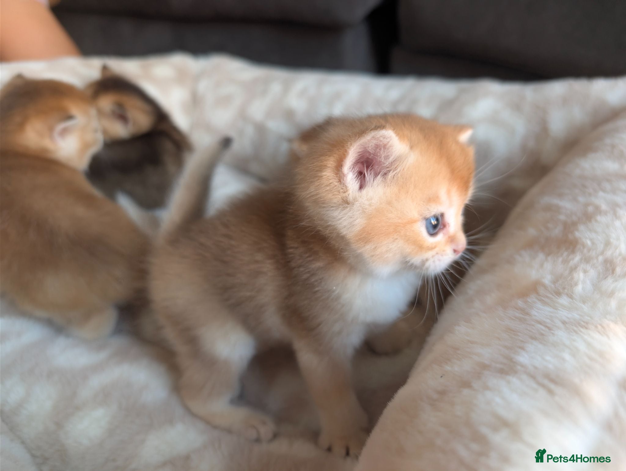 British Shorthair cats TICA Registered British Shorthair Golden Boy - Advert 2