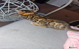 Bengal cats for sale: 3 Gorgeous Bengals kittens 😻😻❤️❤️❤️ - Image 25