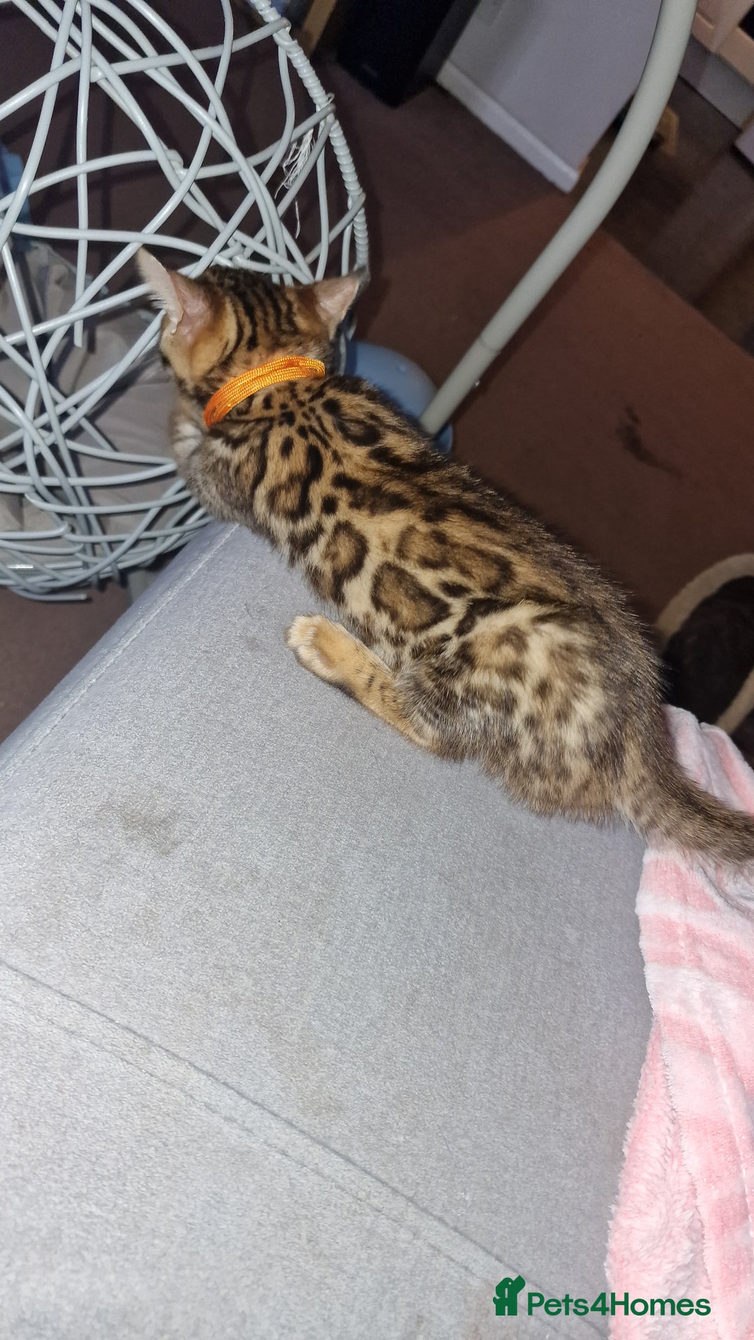 Bengal cats for sale: 3 Gorgeous Bengals kittens 😻😻❤️❤️❤️ - Image 25