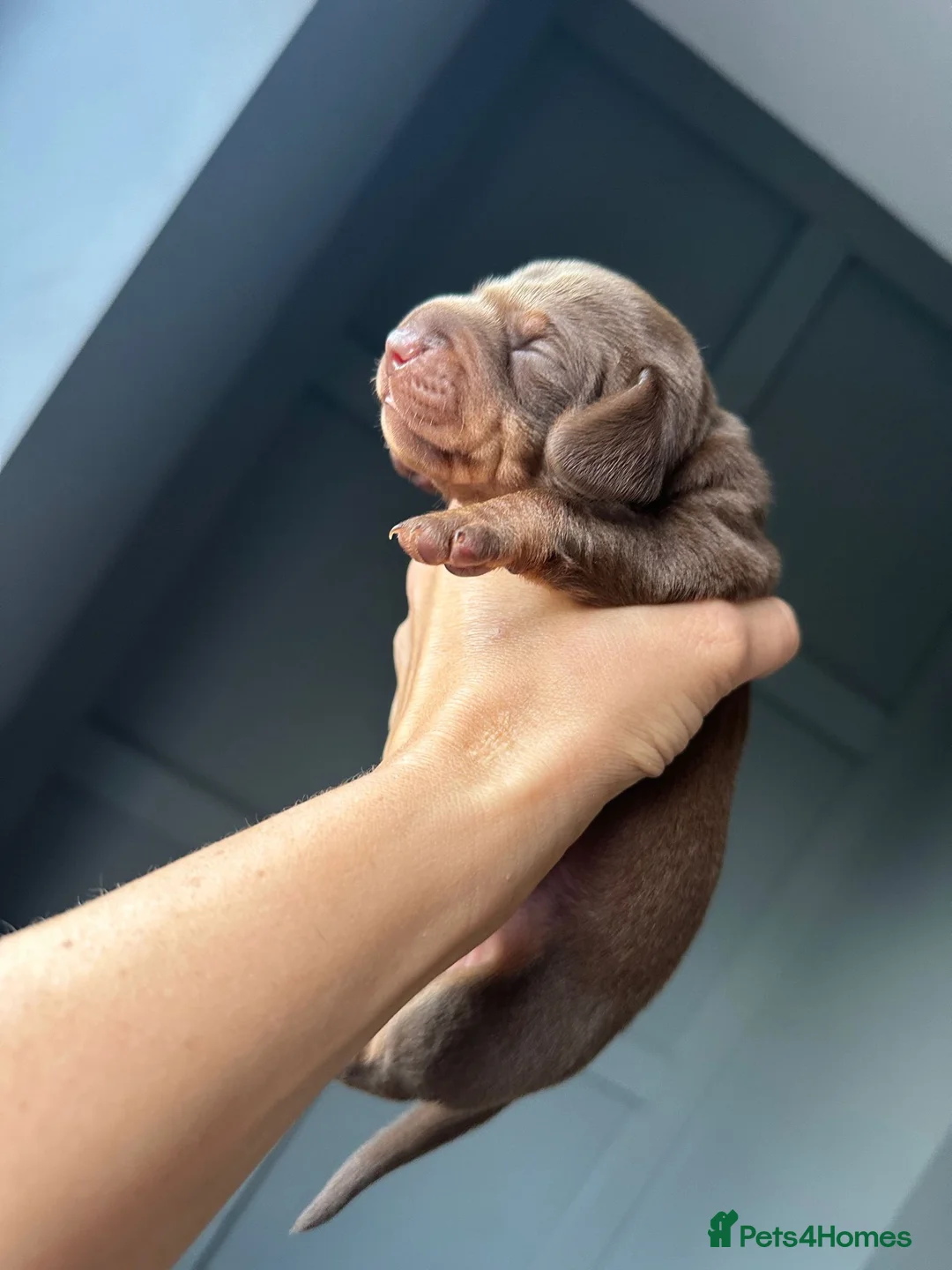 Miniature Dachshund dogs for stud: **RogueRoyales Hennessy** PRA Clear Isabella & Tan in Wolverhampton - Advert 17