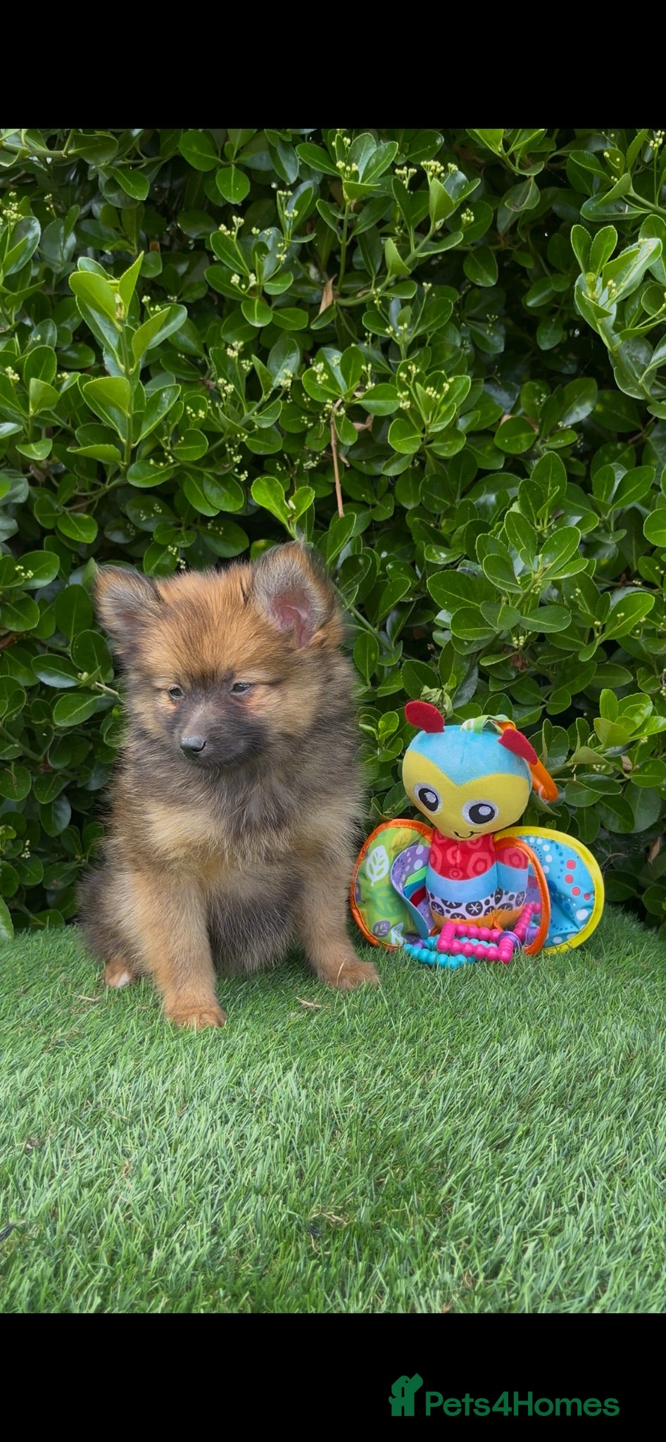 Pomeranian dogs 🧸 Teddy Bears 🧸 Tiny Pom babies  - Advert 1