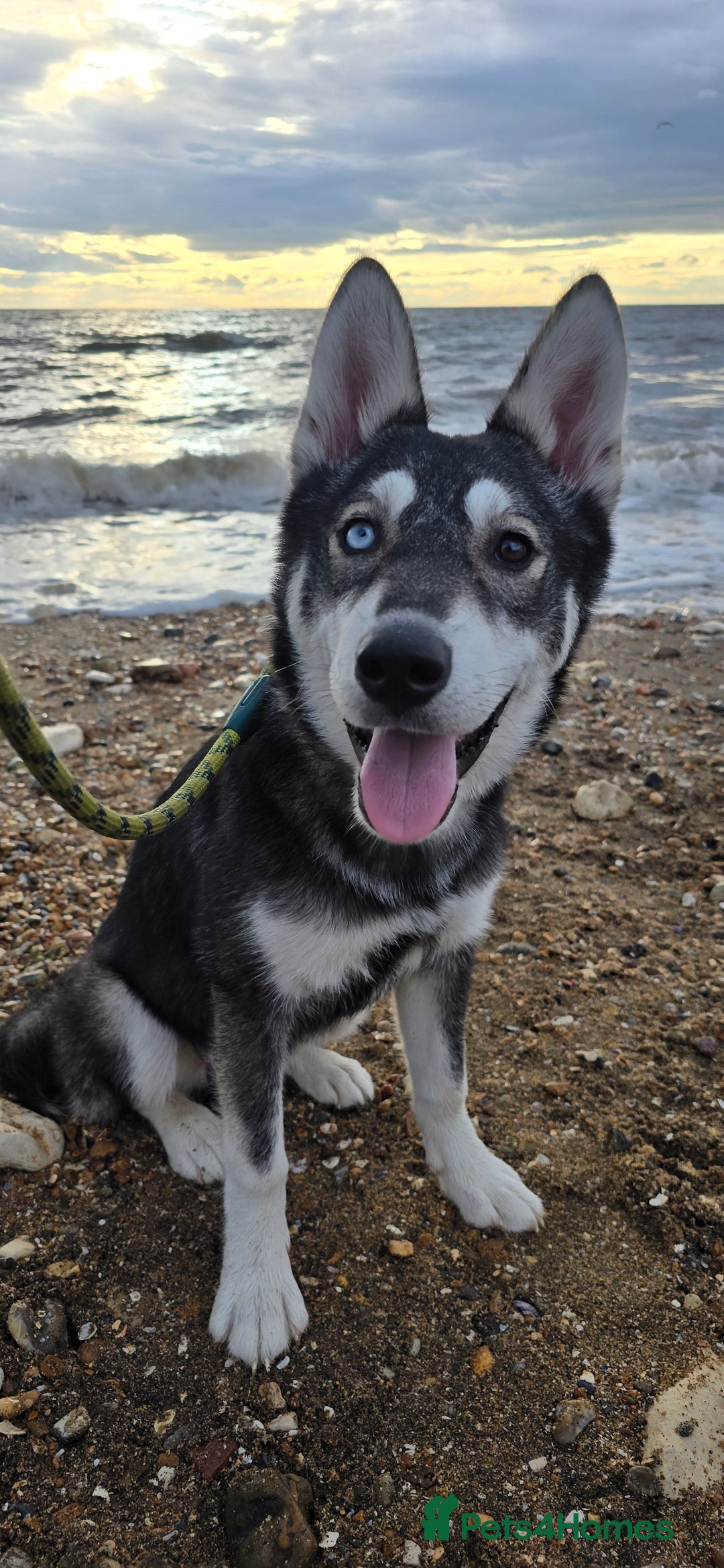 Siberian Husky dogs for sale: Luna - 6 Month Old Female Husky - Image 1
