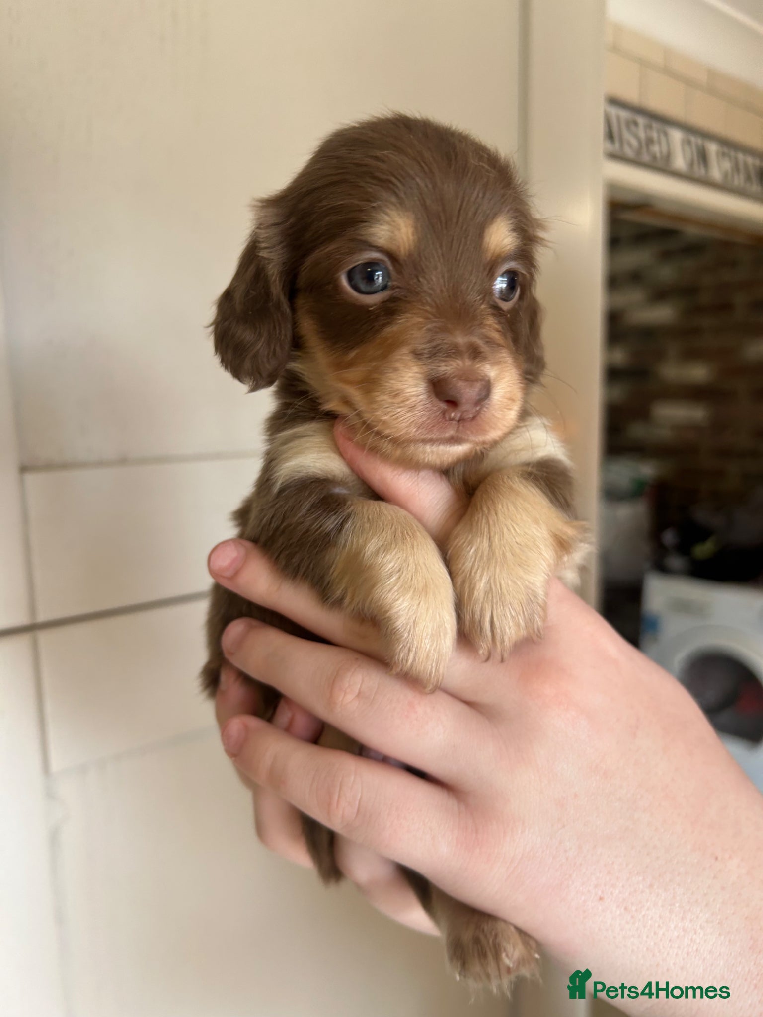 Dachshund dogs for sale: Beautiful long and smooth haired dachshunds - Advert 1