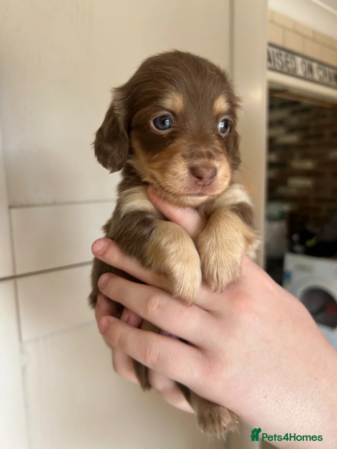 Dachshund dogs for sale: Beautiful long and smooth haired dachshunds in Southampton - Advert 1
