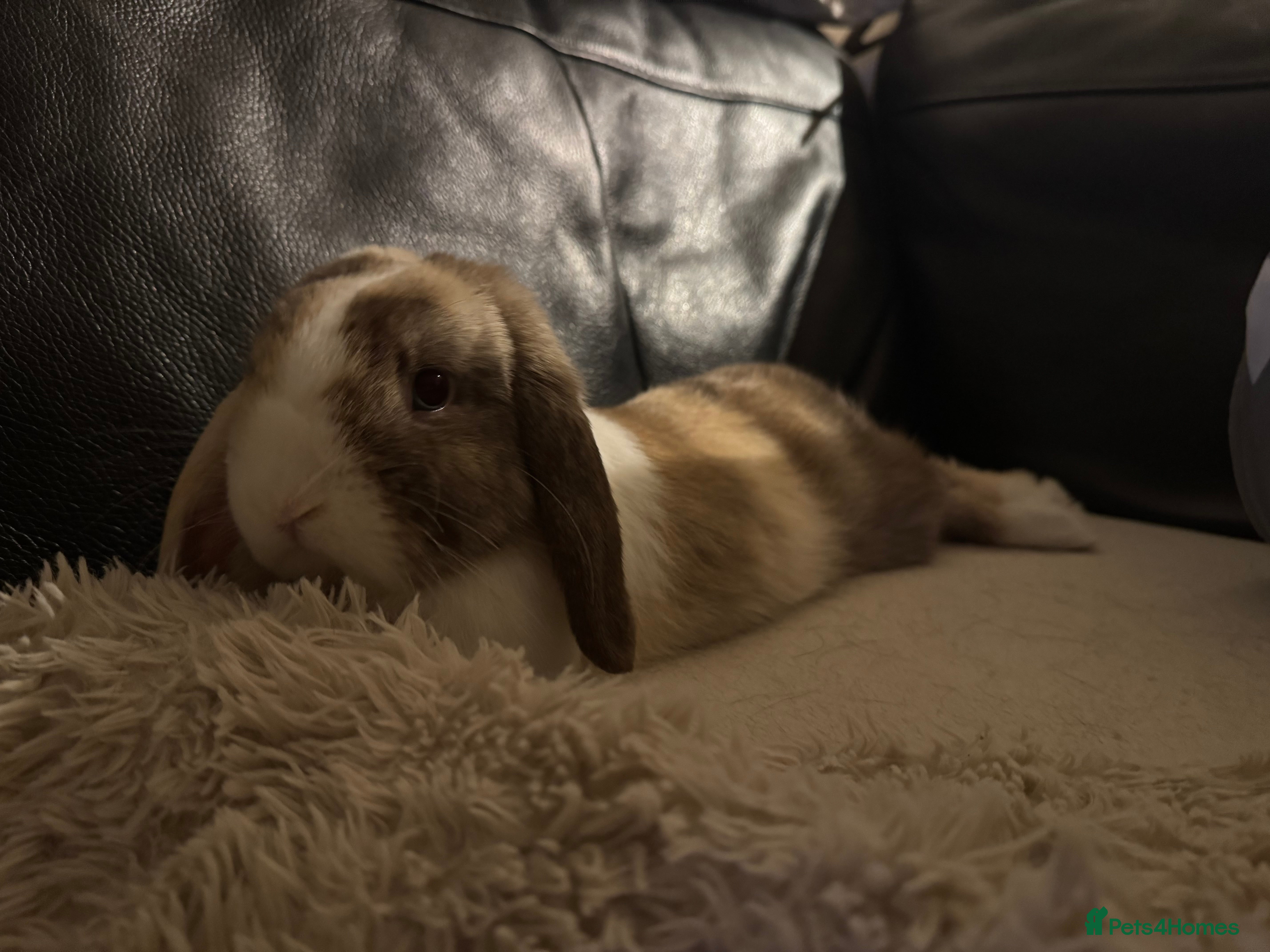 Mini Lop rabbits Mini lop  - Advert 2
