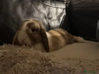 Mini Lop rabbits Mini lop - Advert 2