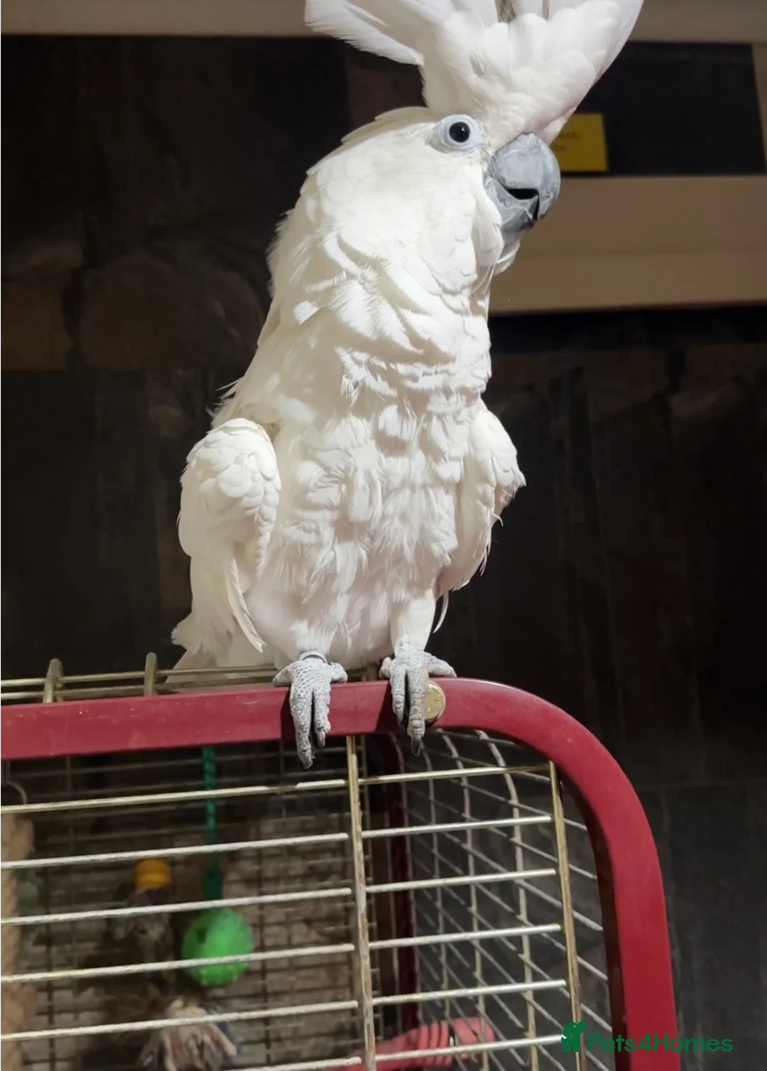 Cockatoo birds for sale:  Umbrella Cockatoo  - Advert 4