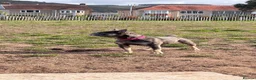 French Bulldog dogs for sale: Forever home for Honey  - Advert 17