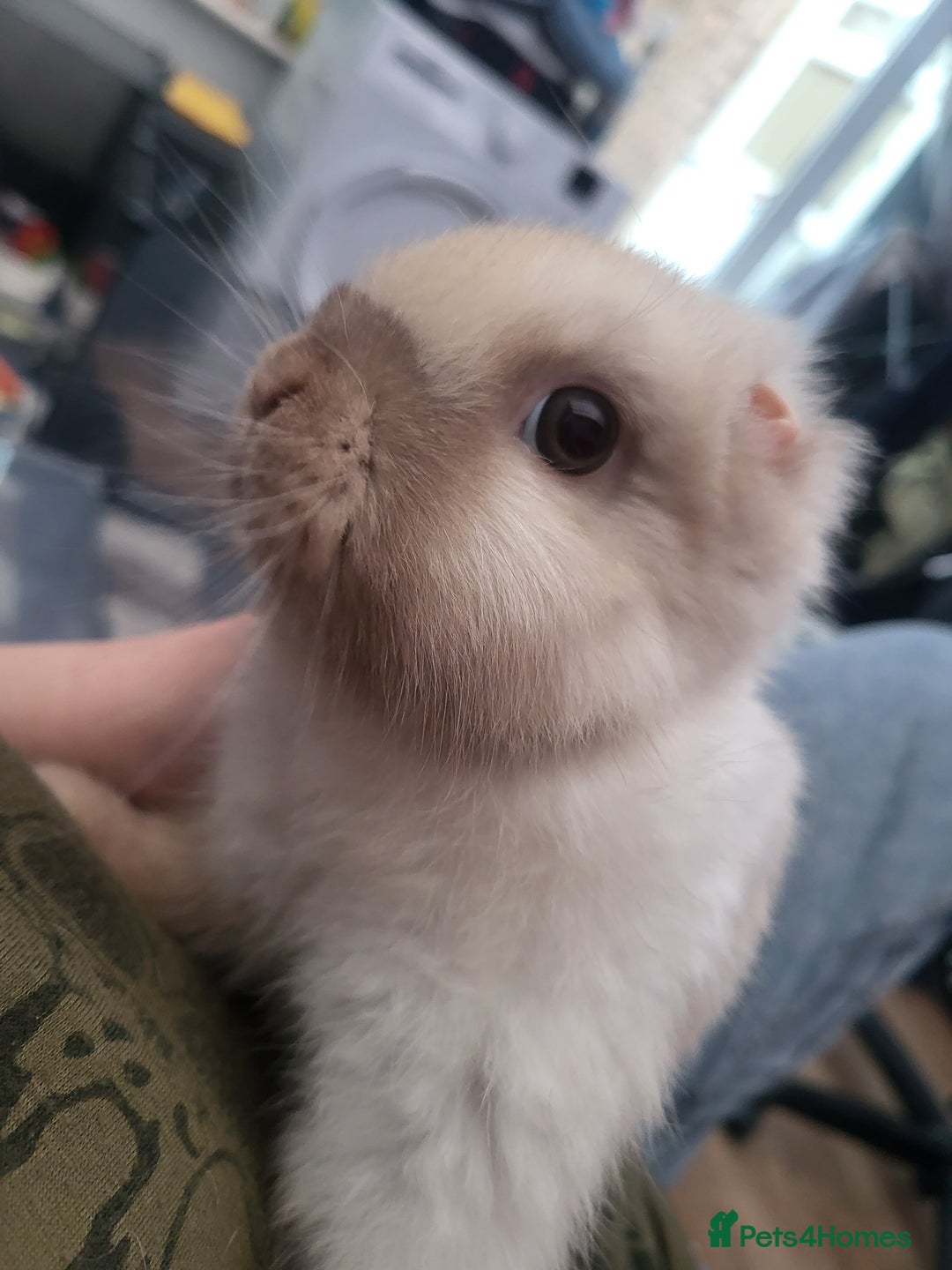 Mini Lion Lop rabbits for sale: Beautiful special little rabbit looking for home - Advert 7