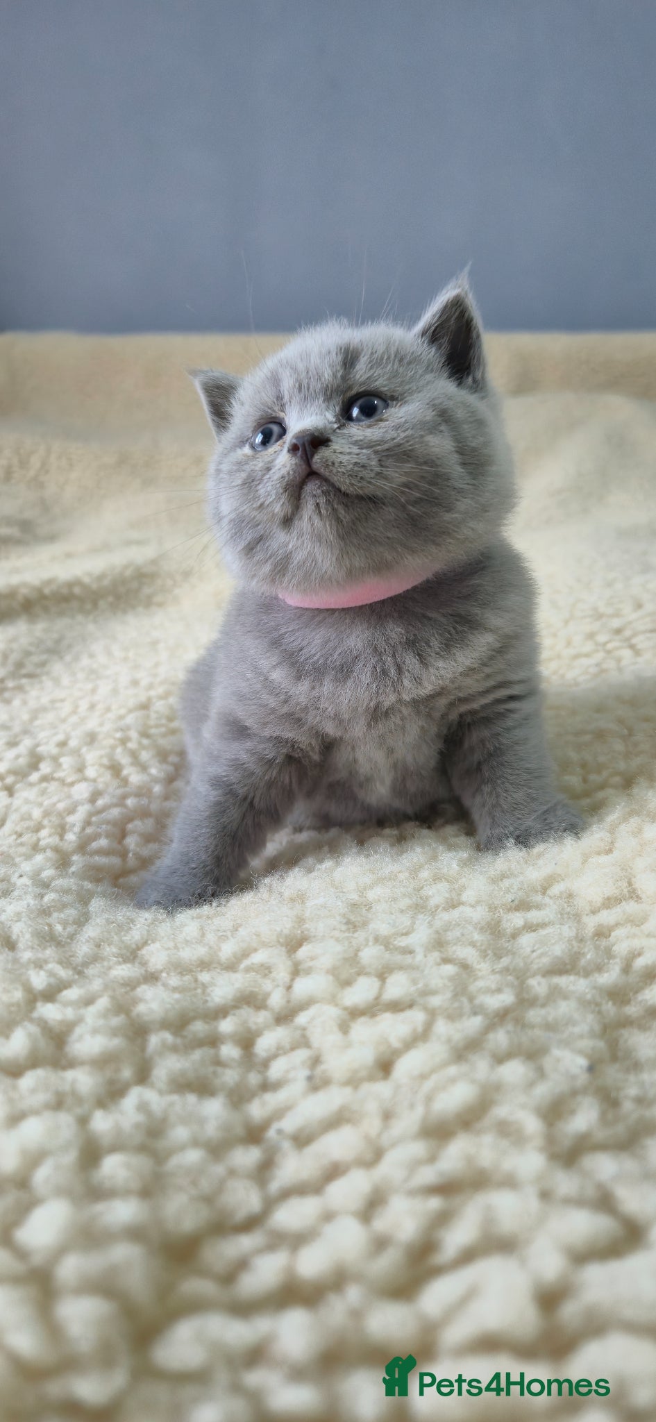British Shorthair cats 🐾British Shorthair Kittens Top&Finest Quality  - Advert 2