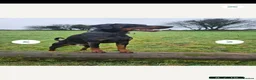 Dobermann dogs for sale: Beautiful family dobermans  - Advert 12