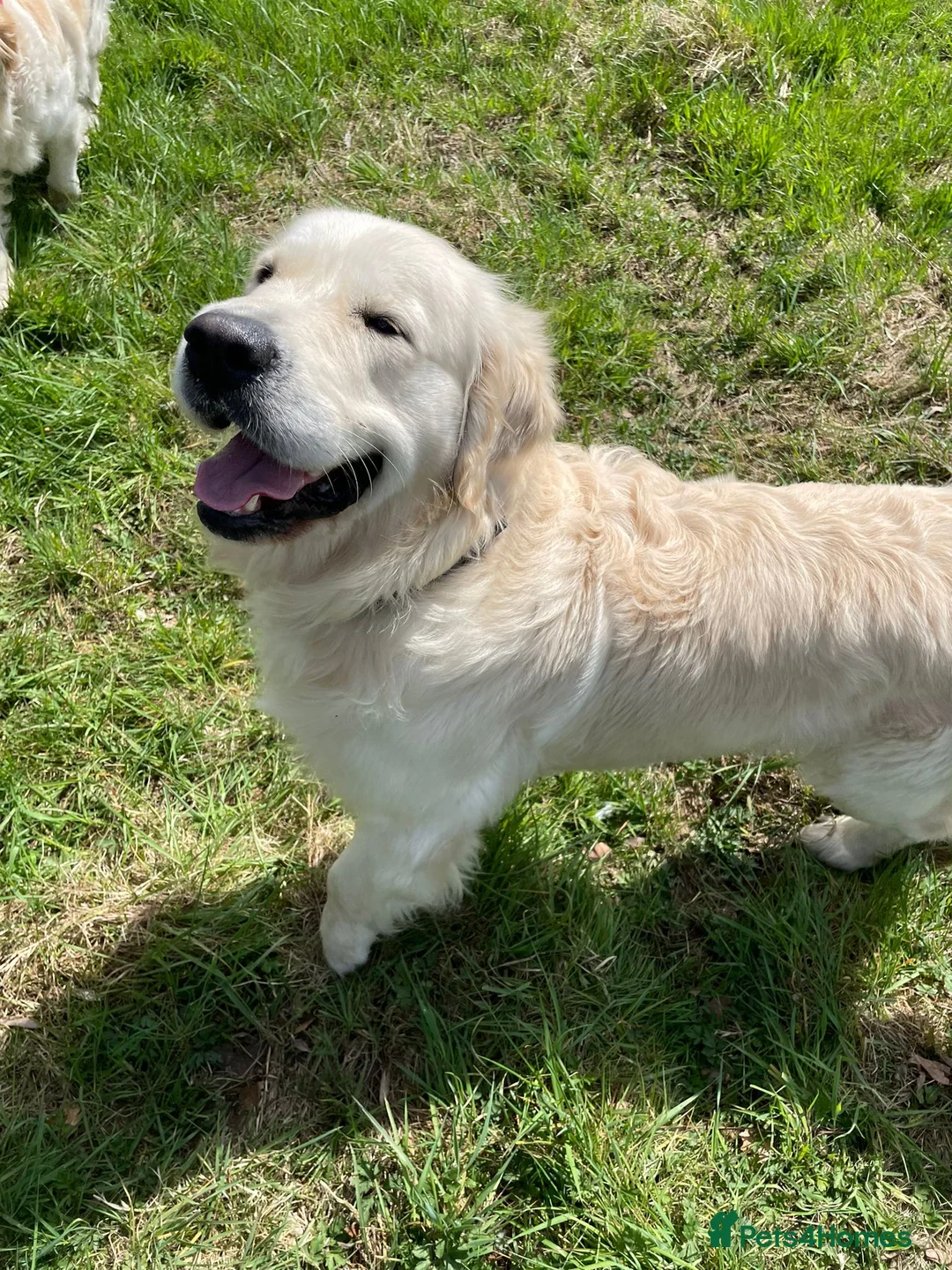 Golden Retriever dogs for stud: Kennel Club registered Golden Retriever - Advert 2