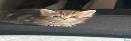 British Shorthair cats for sale: British shorthair and persian kitty - Advert 3