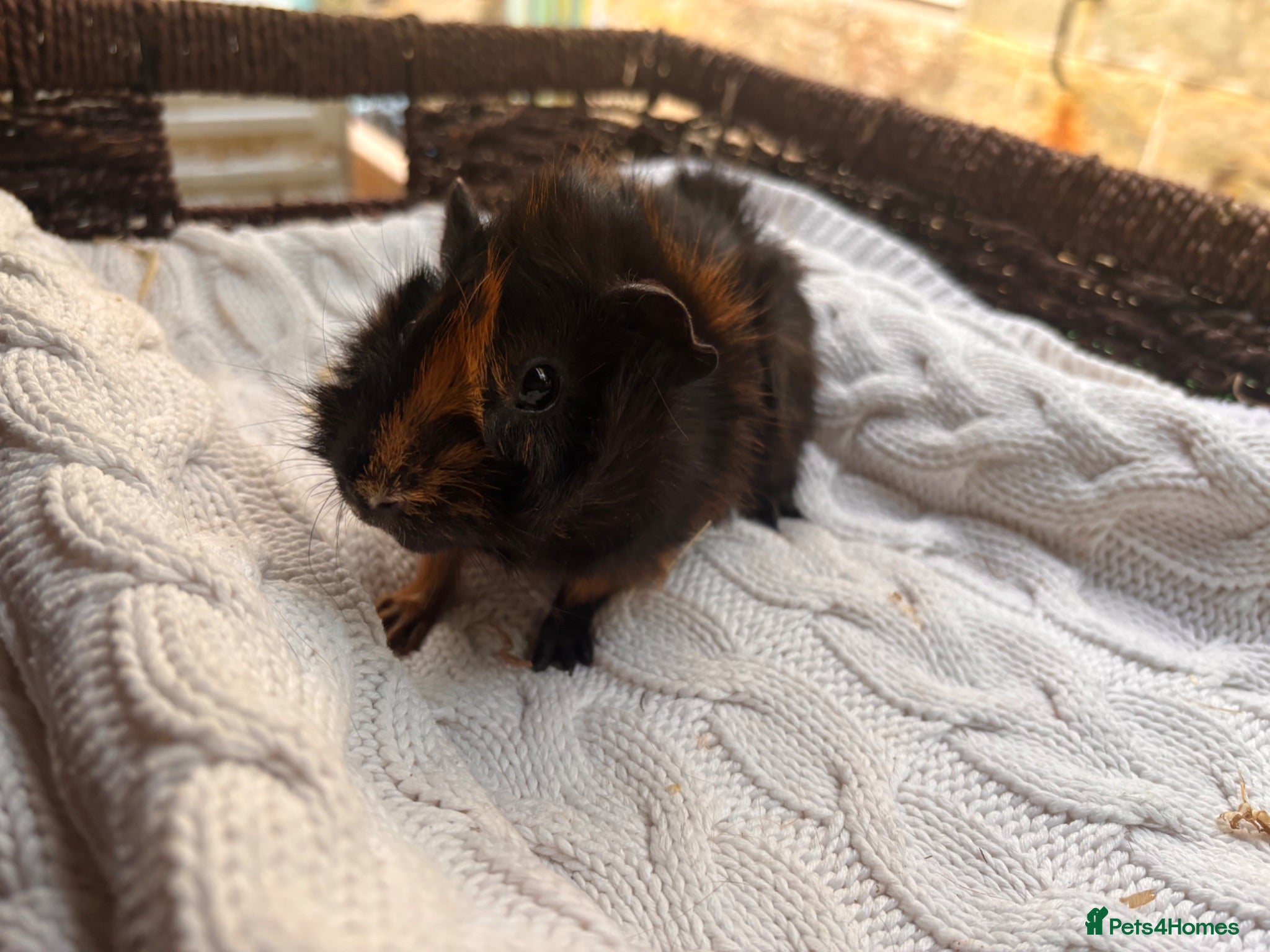 Guinea Pig rodents beautiful boy guinea pig - Advert 14