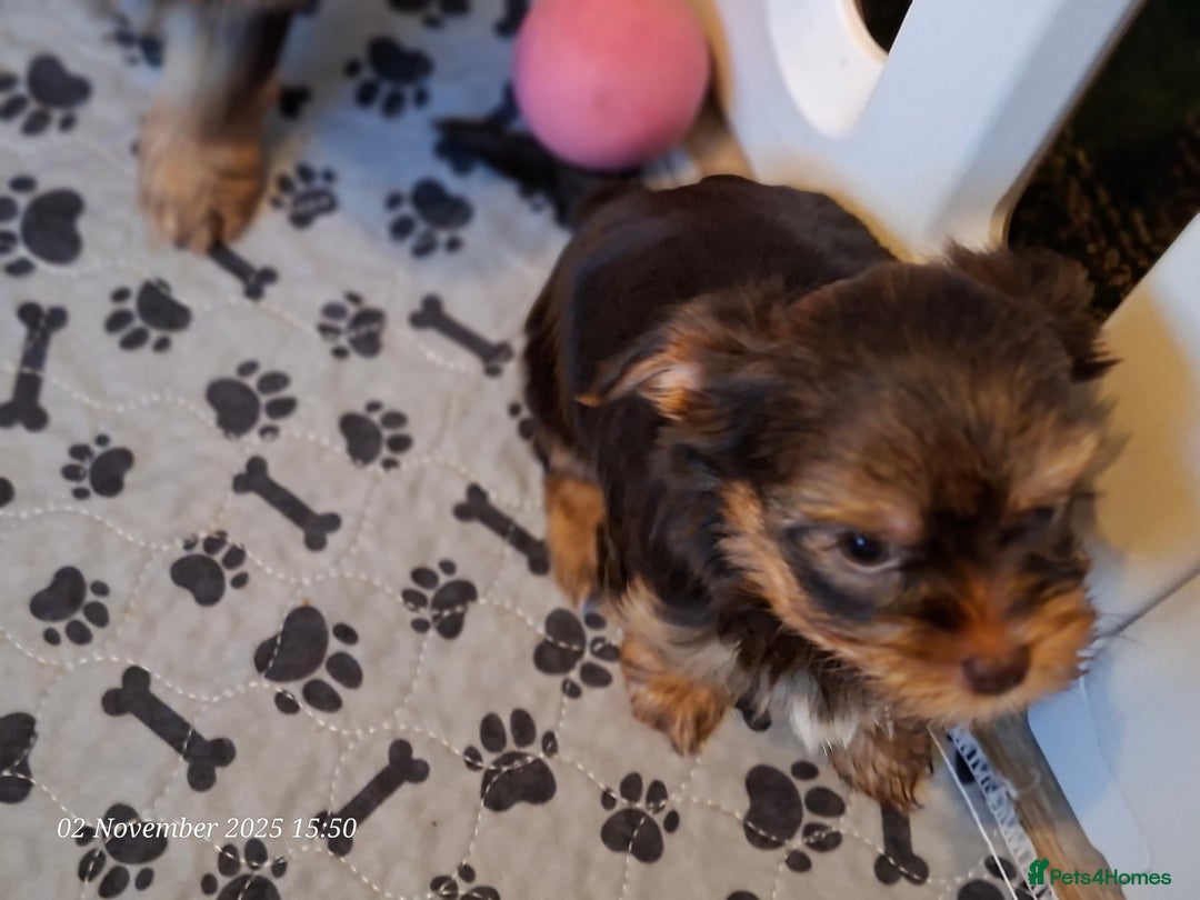 Yorkshire Terrier dogs for sale: Chocolate brown should territ - Image 3