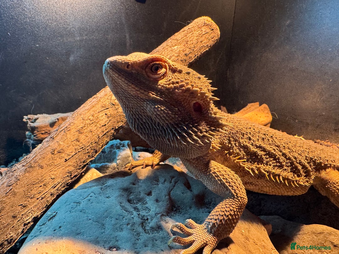 Bearded Dragon reptiles for sale: Male bearded dragons - Image 12