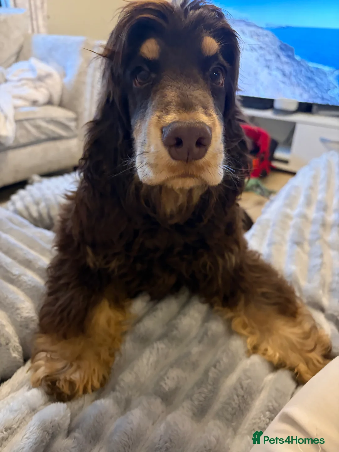 Cocker Spaniel dogs for stud: stunning chocolate and tan show cocker  stud in Doncaster - Advert 2