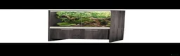 Chameleon reptiles for sale: Male veiled Chameleon with complete set up in Craven Arms - Advert 7