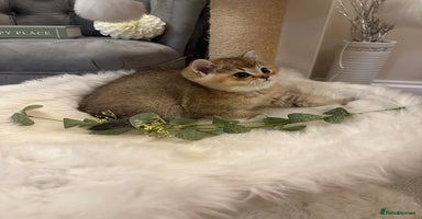 British Shorthair cats - Advert 13